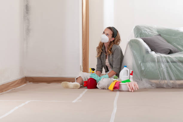 Reliable Black Mold Remediation contractor in Paris, KY by Mold Remediation HQ